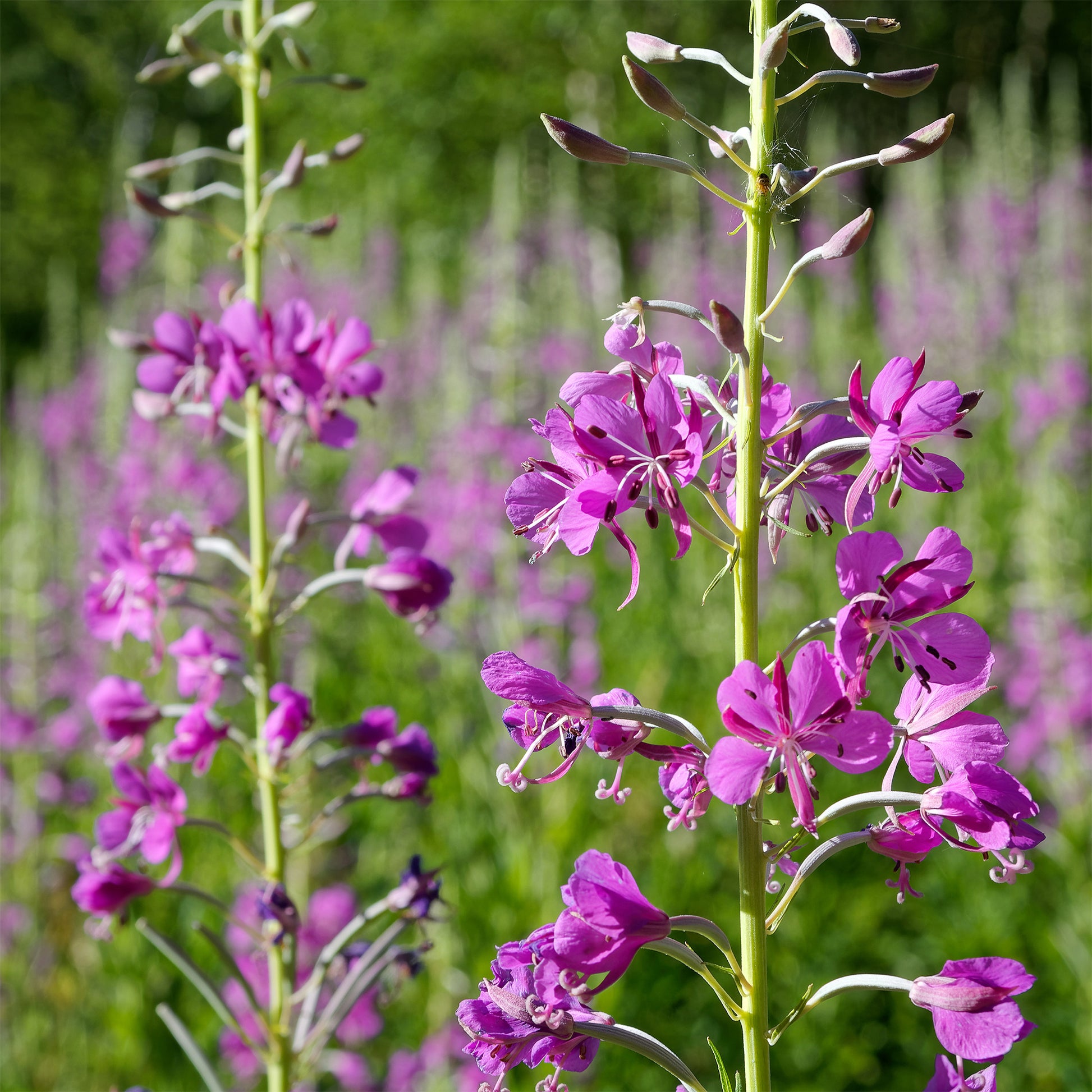 Basterdwederik Saint-Antoine - Epilobium angustifolium - Bakker