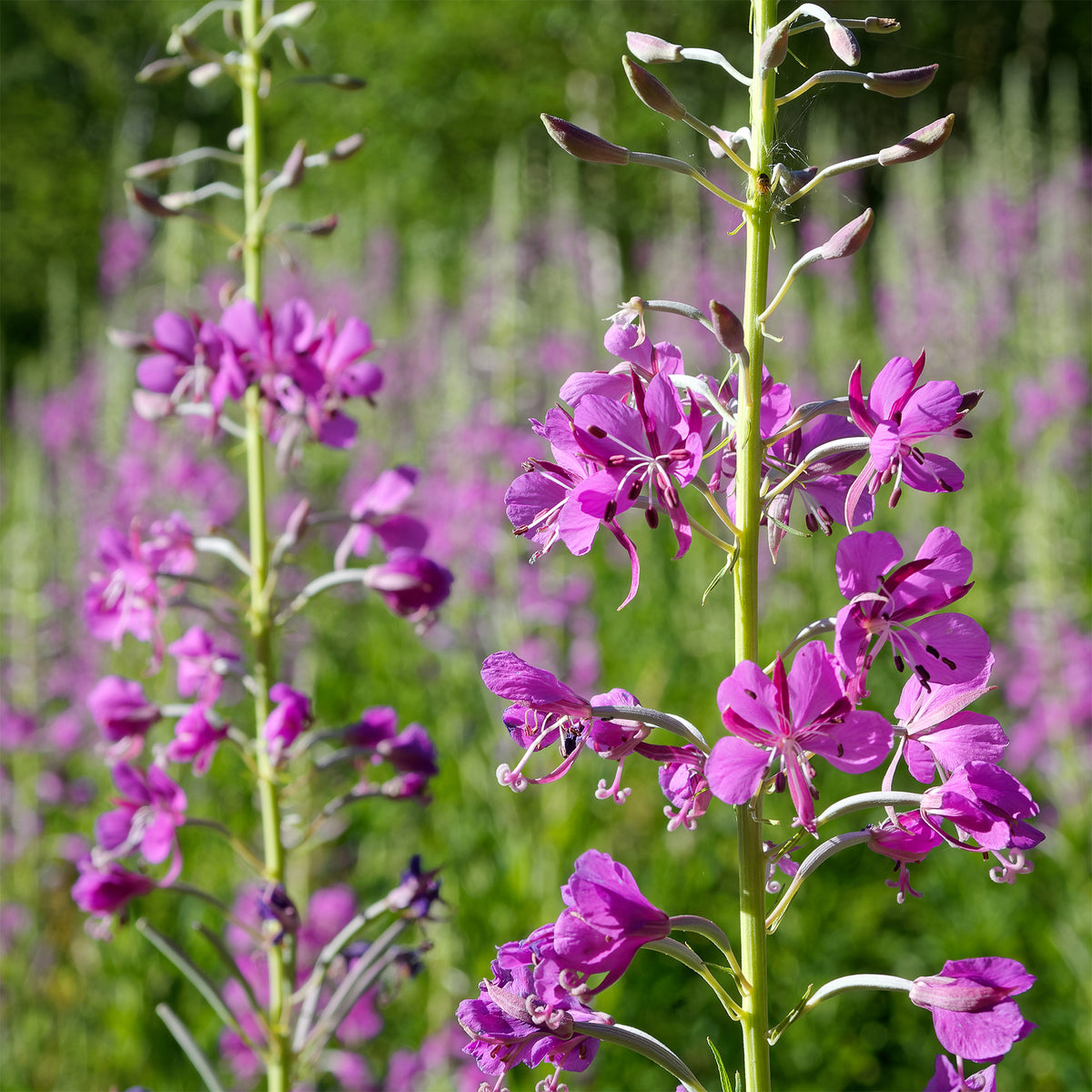 Basterdwederik Saint-Antoine - Epilobium angustifolium - Bakker