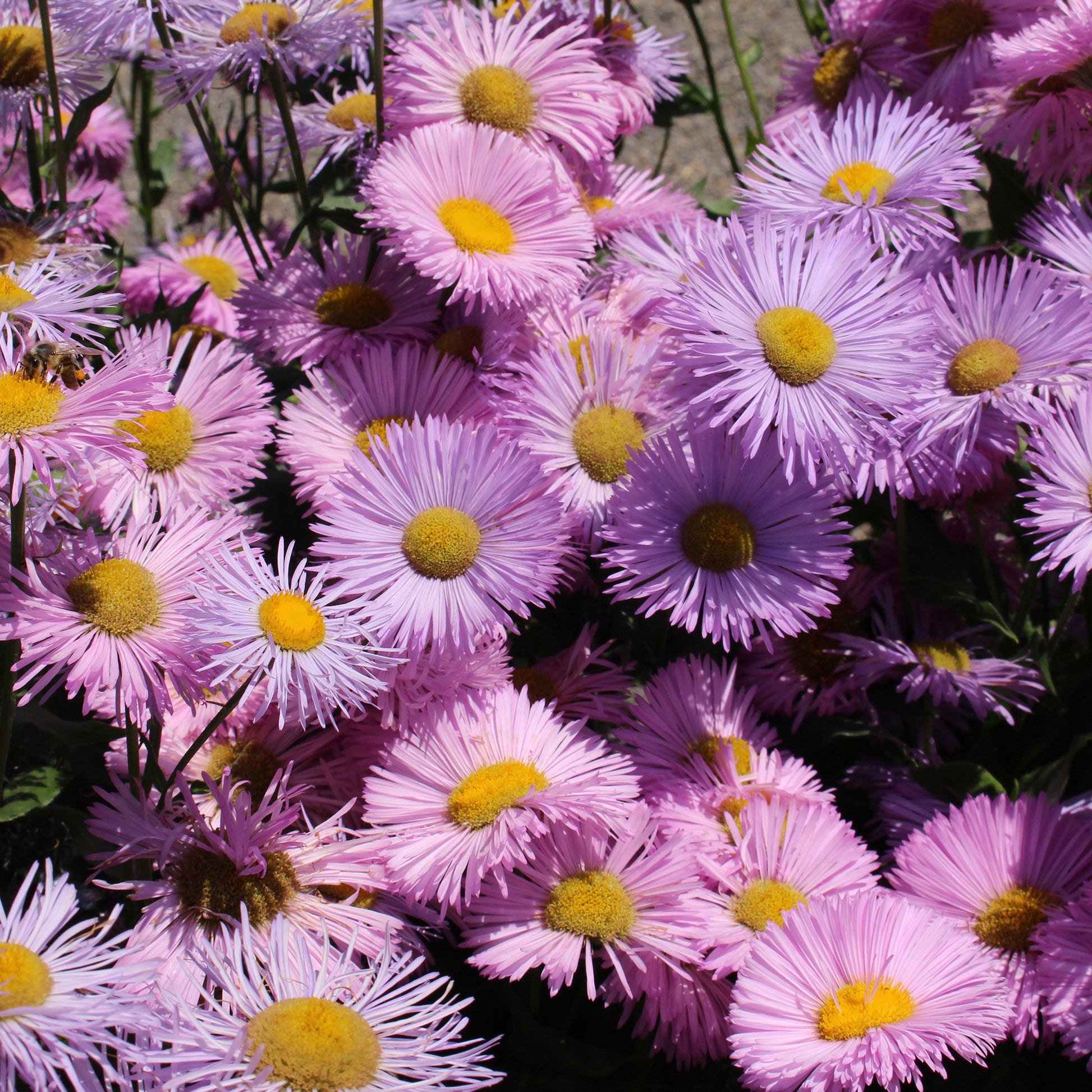 Erigeron speciosus Rosa Jewel - Fijnstraal Jewel (x3) - Bloeiende vaste planten