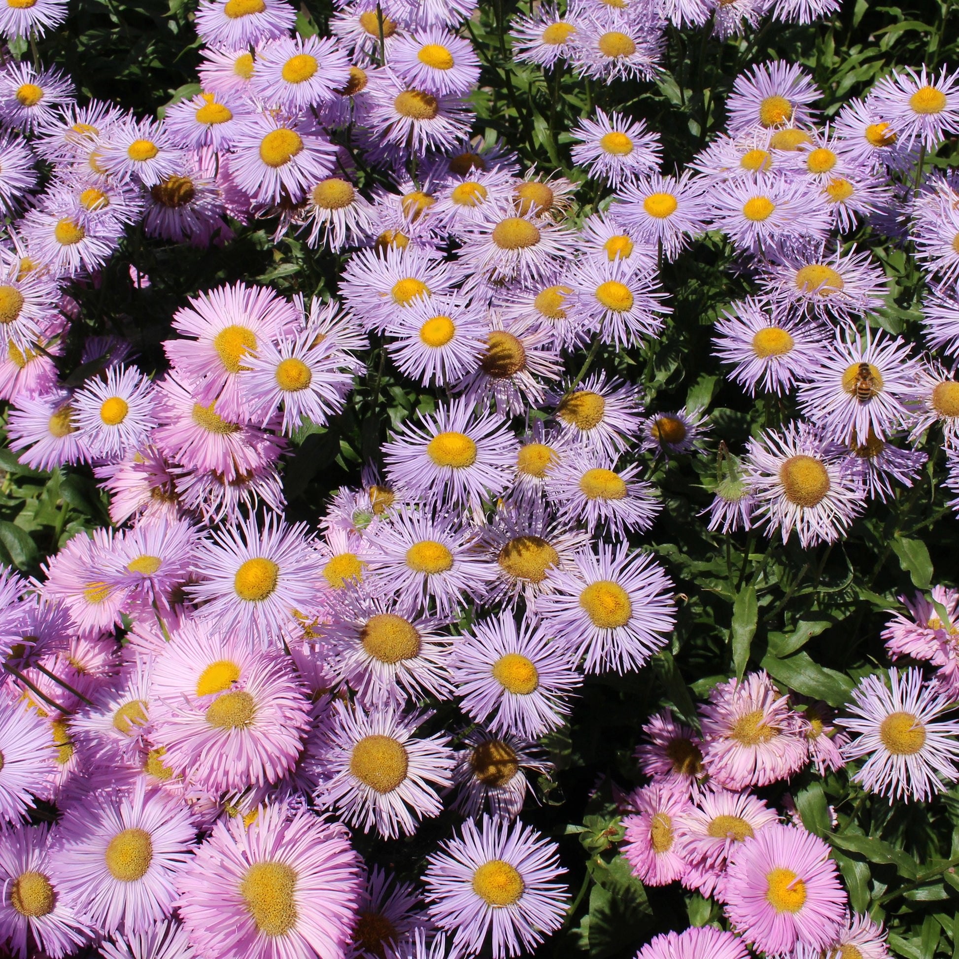 Fijnstraal Jewel (x3) - Erigeron speciosus Rosa Jewel - Bakker