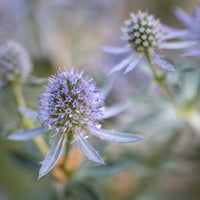Kruisdistel Blauer Zwerg - Eryngium planum Blauer Zwerg - Bakker