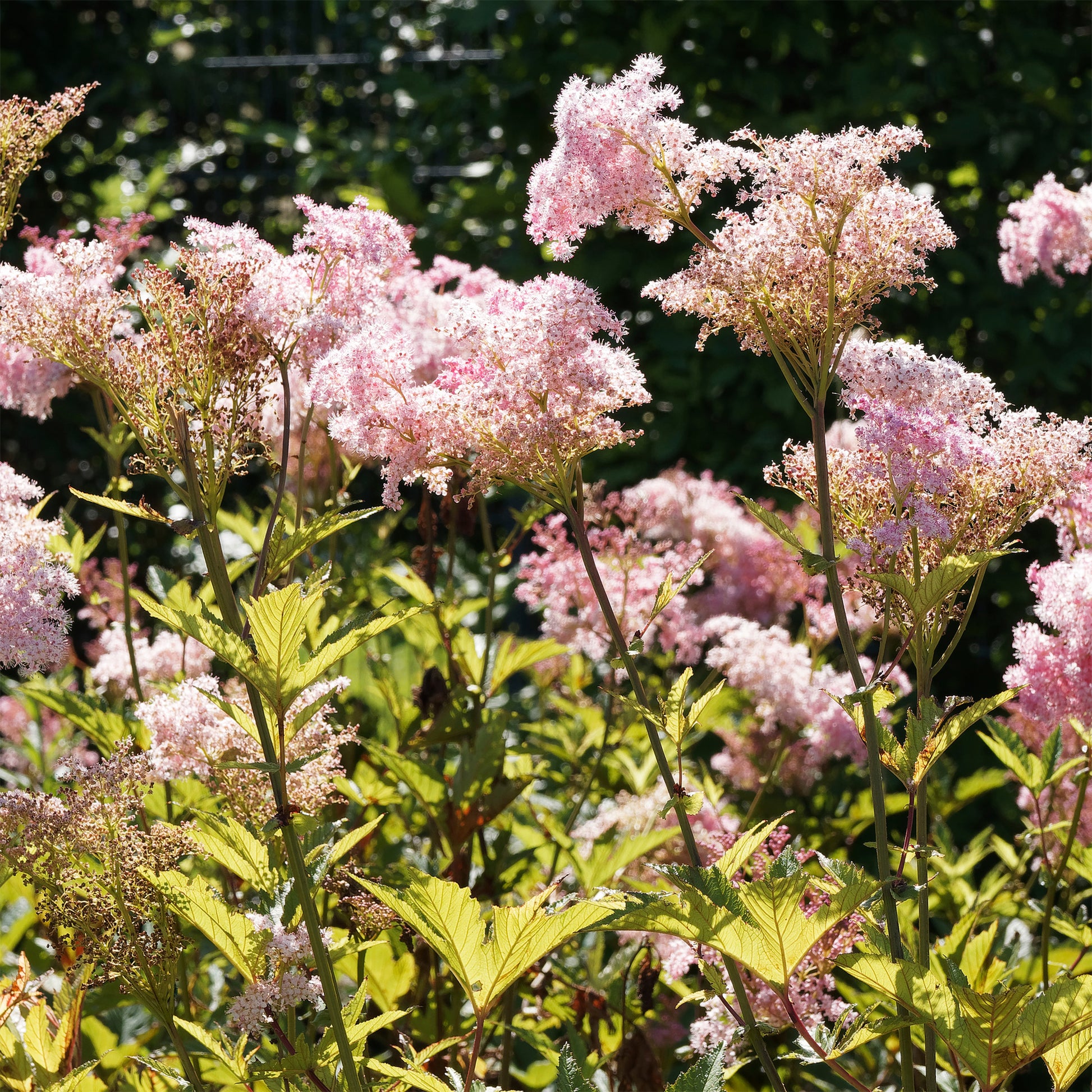Filipendula rubra venusta - Knolspirea Venusta - Vaste planten