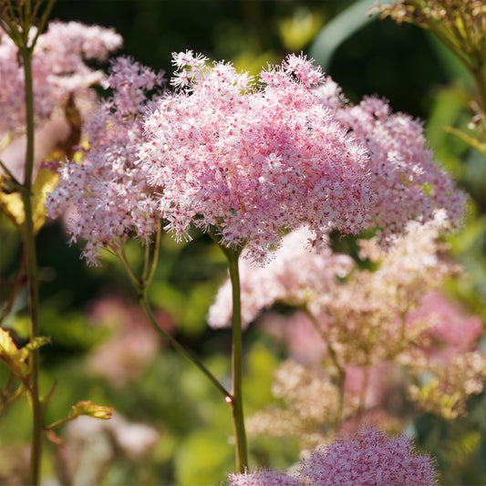 Knolspirea Venusta - Bakker