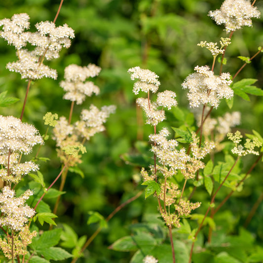 Knolspirea (x3)