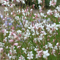Prachtkaars 'Summer Breeze' - Bakker