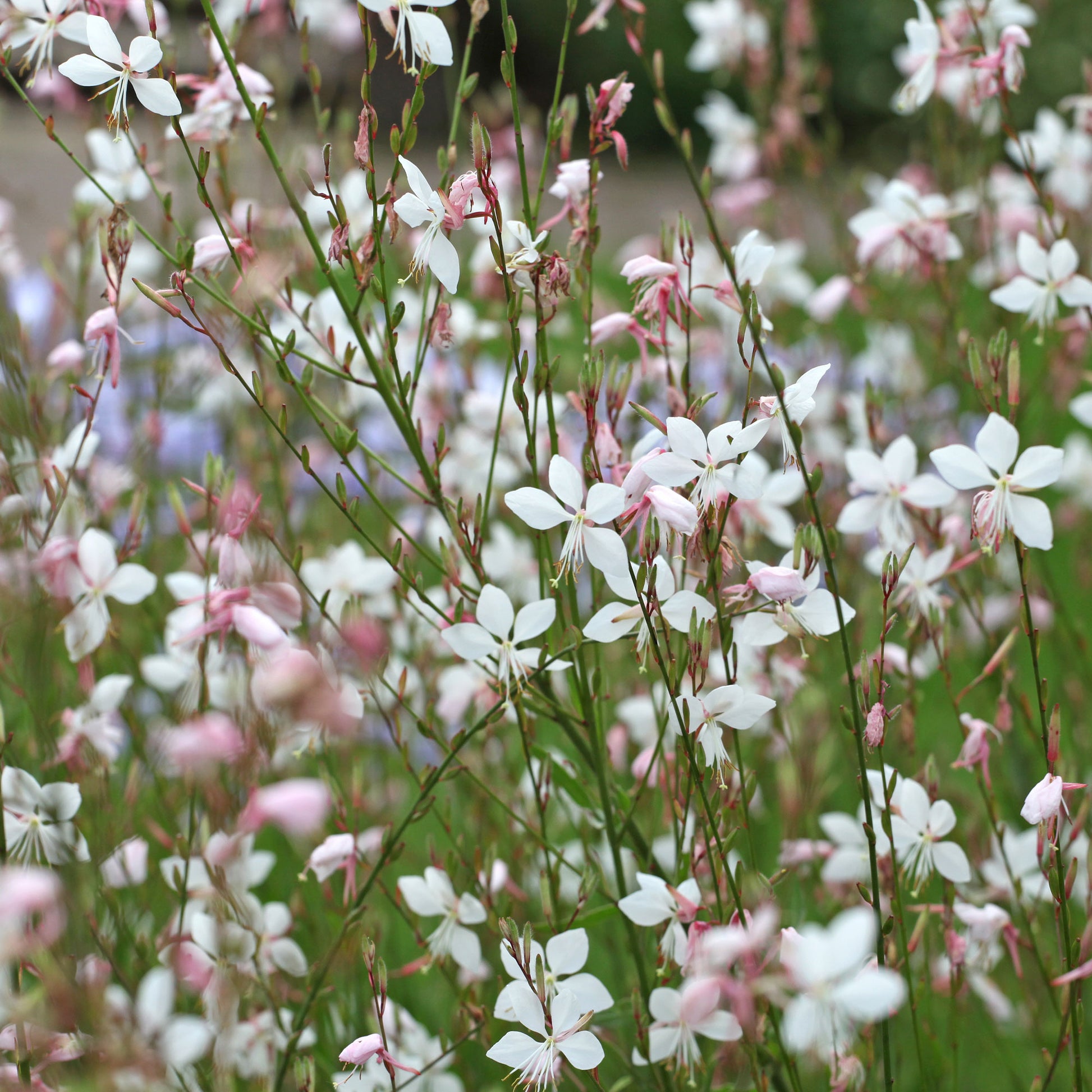Prachtkaars 'Summer Breeze' - Bakker