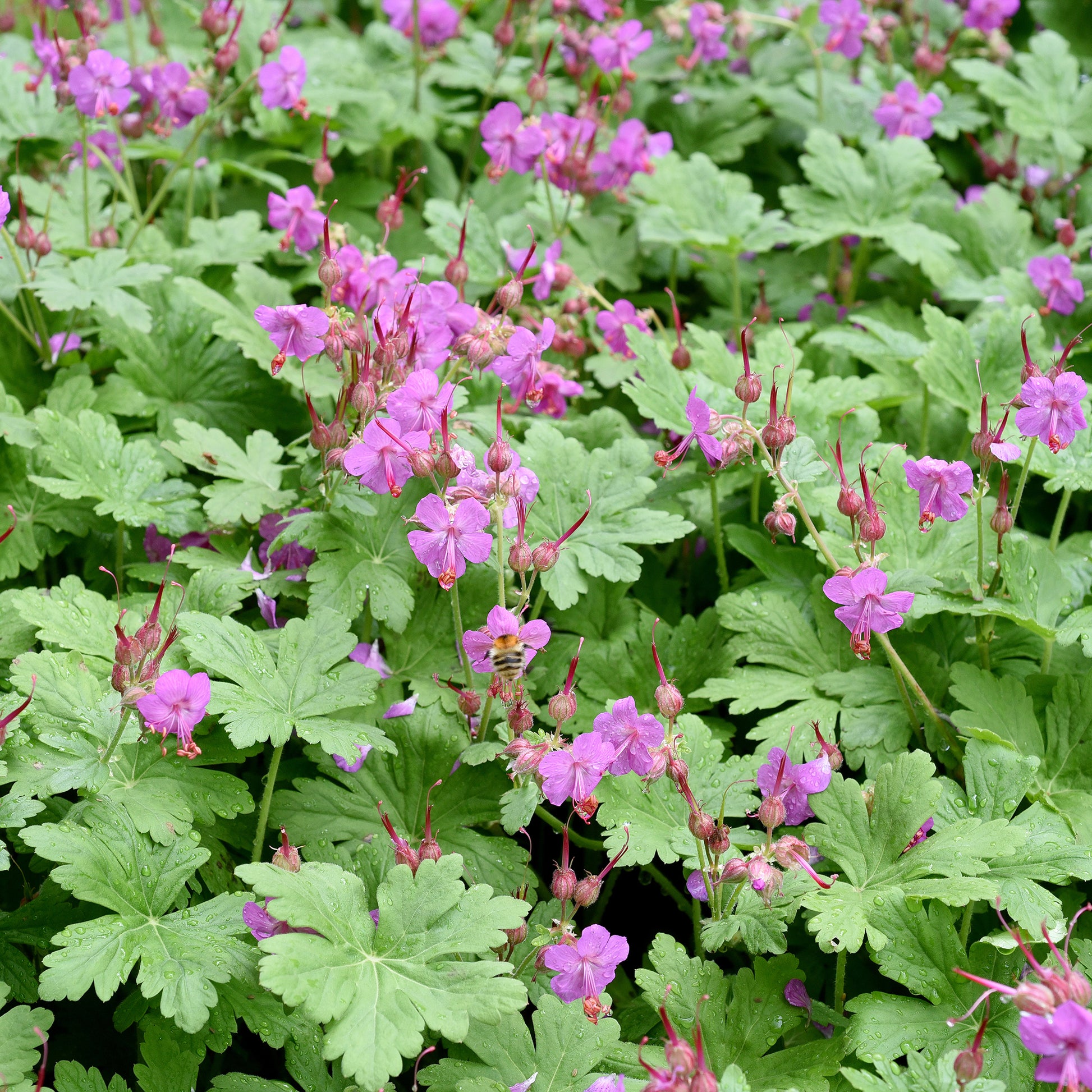 Geranium macrorrhizum - Rotsooievaarsbek - Geraniums
