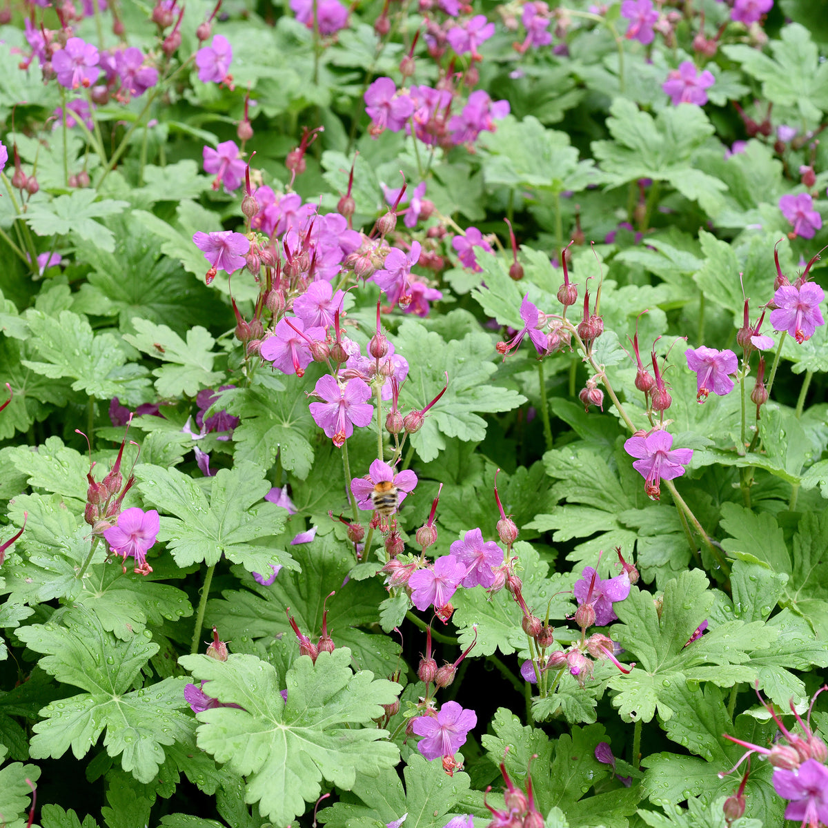 Geranium macrorrhizum - Rotsooievaarsbek - Geraniums