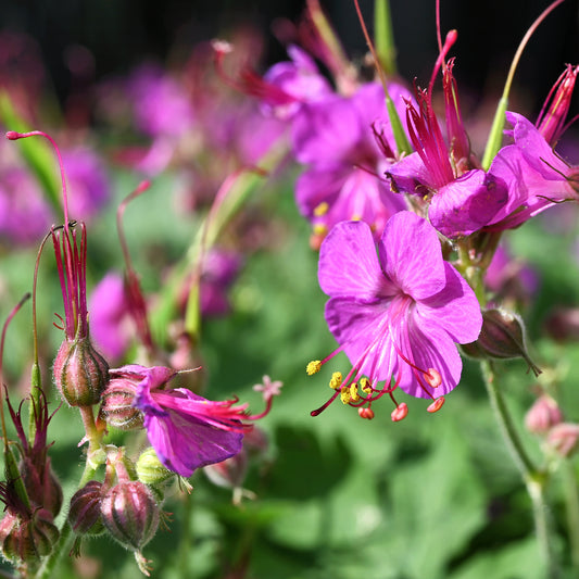Rotsooievaarsbek - Bakker
