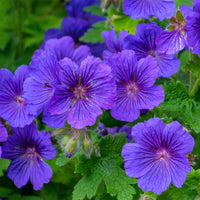 Ooievaarsbek 'Rosemoor' - Geranium x magnificum Rosemoor - Bakker