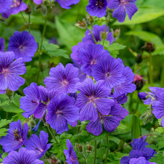 Ooievaarsbek 'Rosemoor' - Bakker