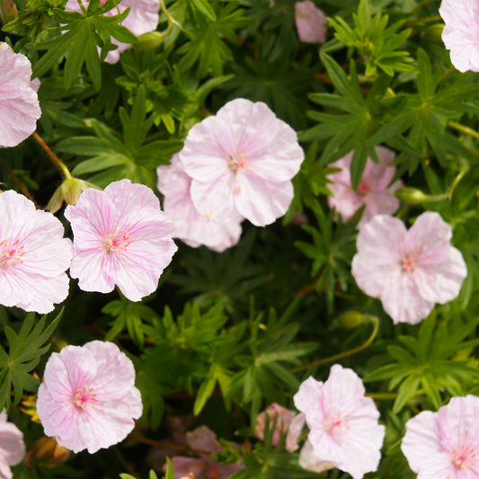 Bloedooievaarsbek 'Striatum' - Bakker