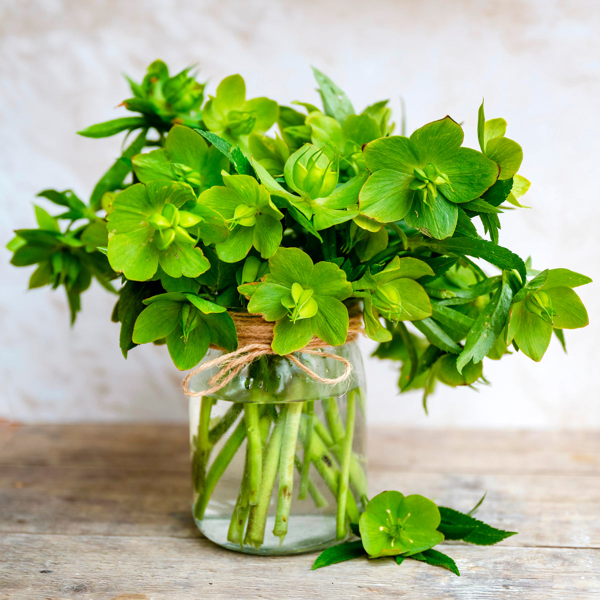 Corsicaanse Kerstroos - Helleborus argutifolius - Bakker