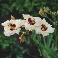 Daglelie Snowy Eyes Lys d'un jour - Hemerocallis snowy eyes - Bakker