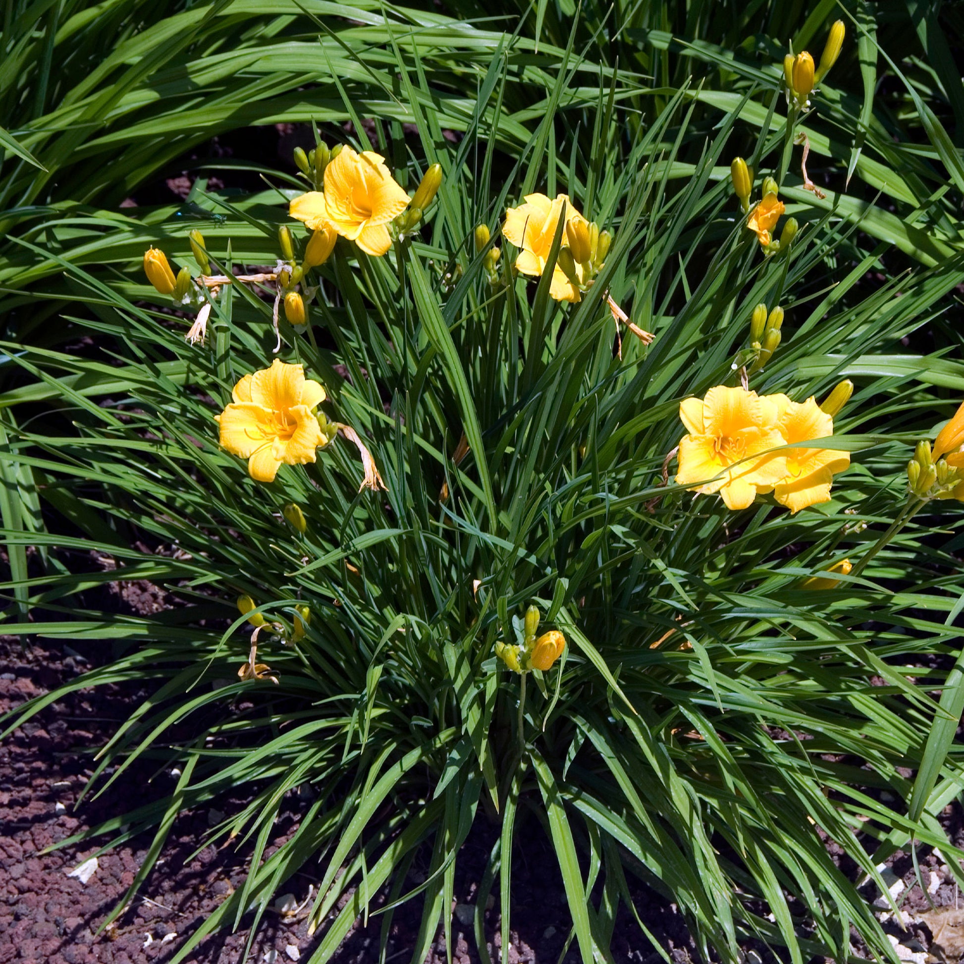 Hemerocallis - Daglelie - Daglelie 'Stella d'Oro) - Hemerocallis Stella de Oro