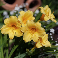Hemerocallis Stella de Oro - Daglelie 'Stella d'Oro) - Hemerocallis - Daglelie