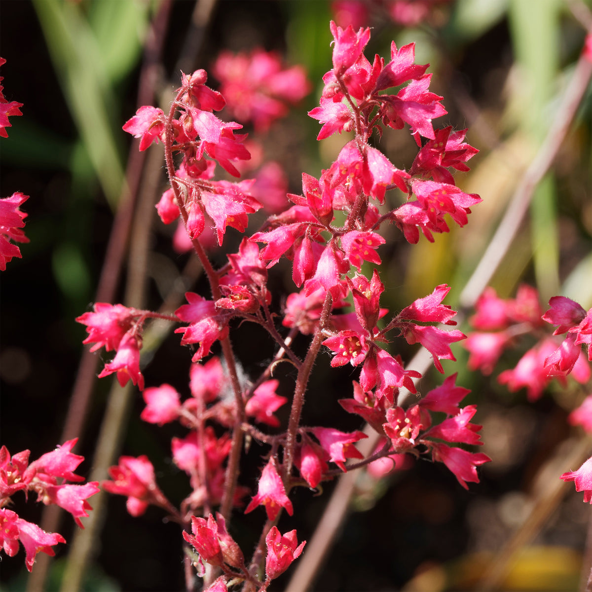 Purperklokje 'Pluie de Feu' - Heuchera pluie de feu - Bakker