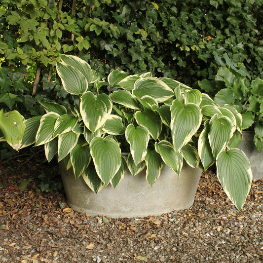 Hartlelie So Sweet Funkia - Hosta so sweet - Bakker