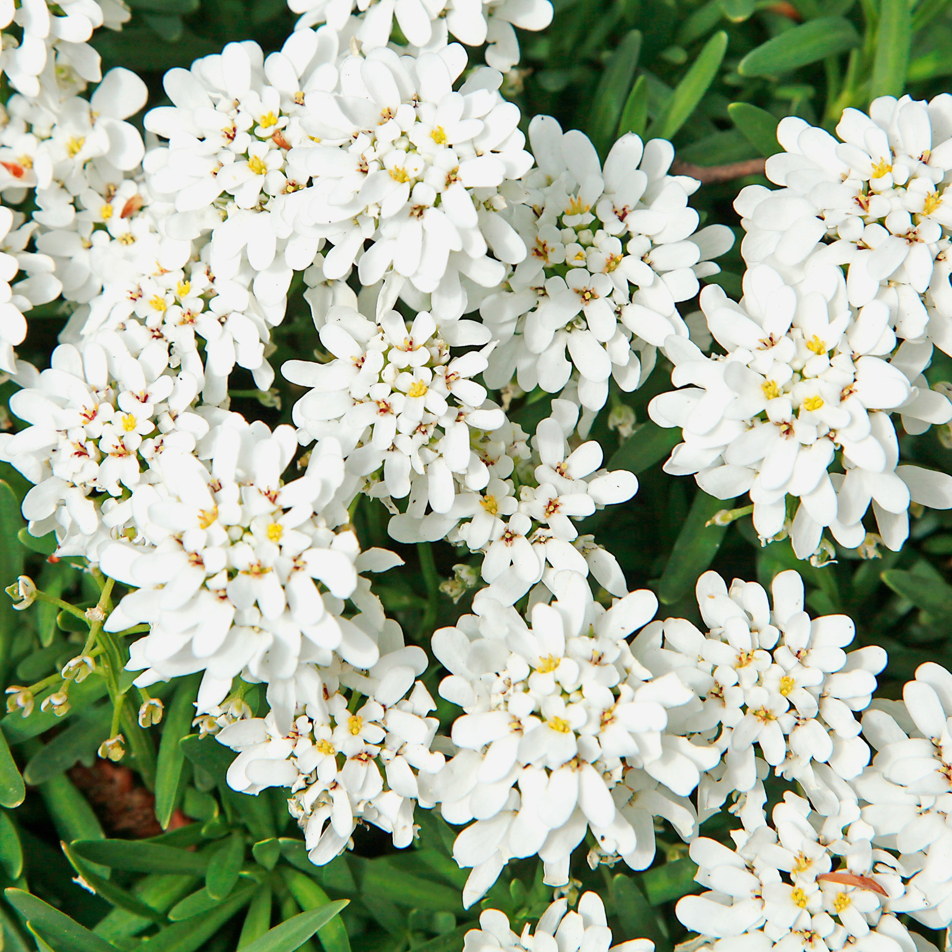 Scheefbloem Weisser Zwerg - Bakker