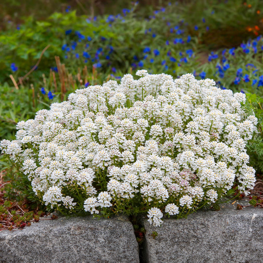 Scheefbloem Weisser Zwerg - Bakker
