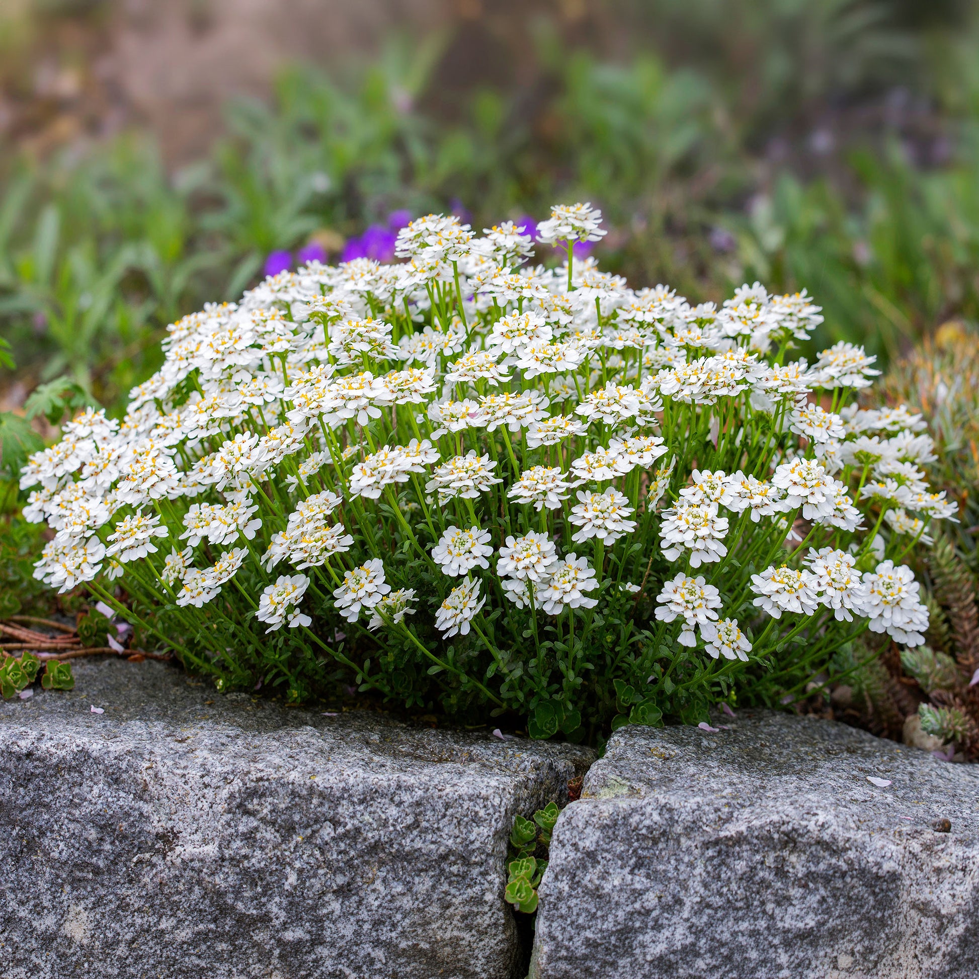 Verkoop Scheefbloem Weisser Zwerg - Iberis sempervirens weisser zwerg