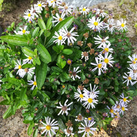 Zomeraster Nana Blue - Bakker