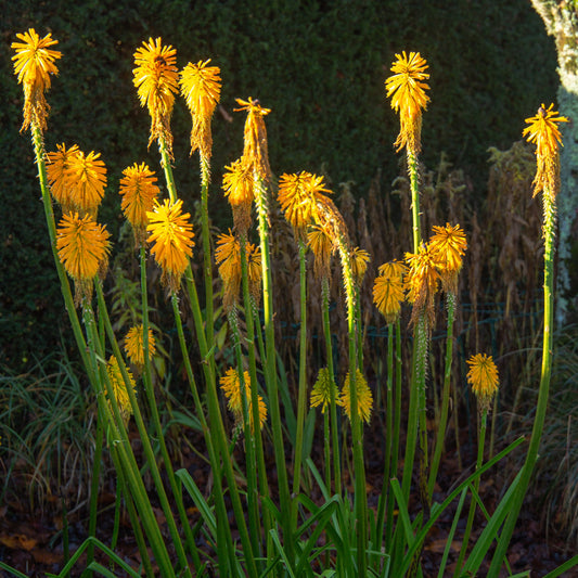 Vuurpijl 'Citrina' - Kniphophia citrina - Tuinplanten