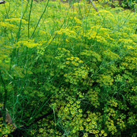 Verkoop Venkel - Foeniculum vulgare