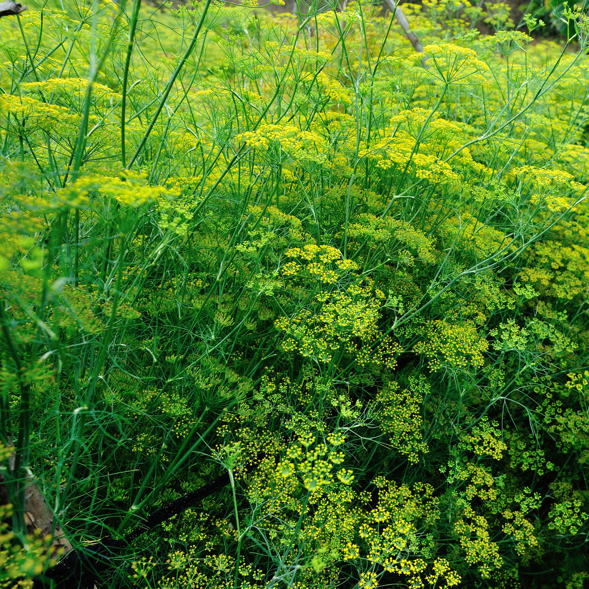 Verkoop Venkel - Foeniculum vulgare