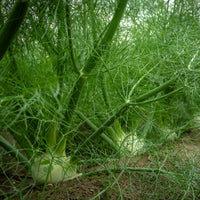 Kruiden - Venkel - Foeniculum vulgare