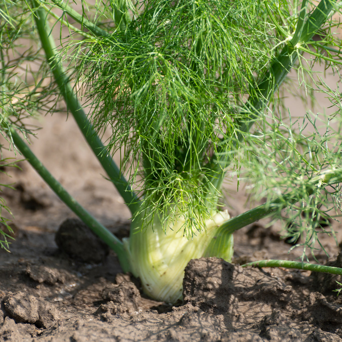 Foeniculum vulgare - Venkel - Kruiden