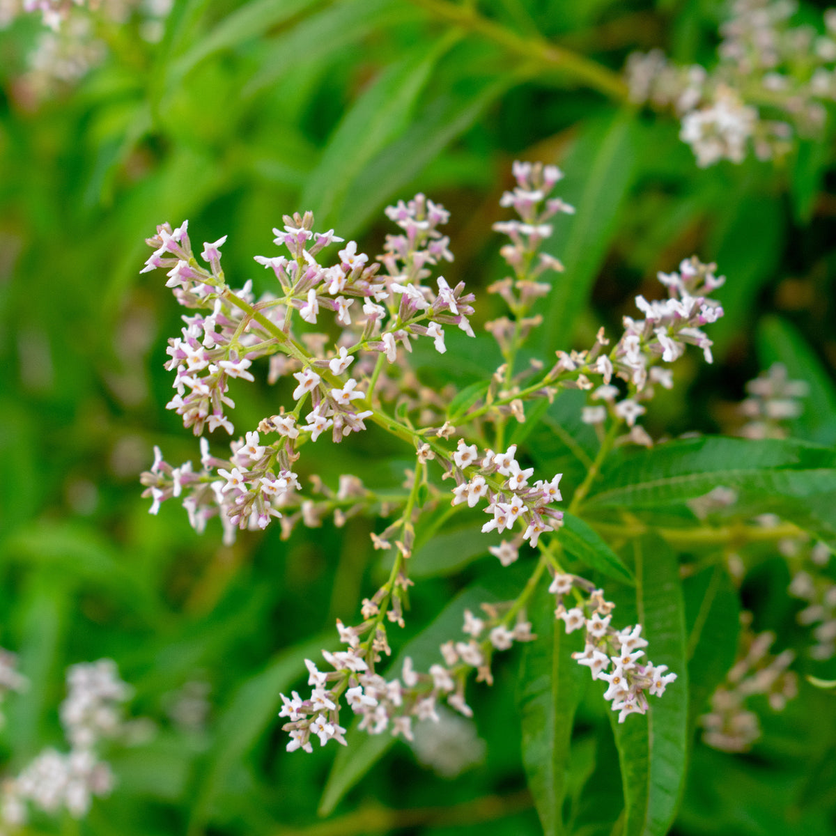 Ijzerhard - Citroenverbena - Aloysia citrodora