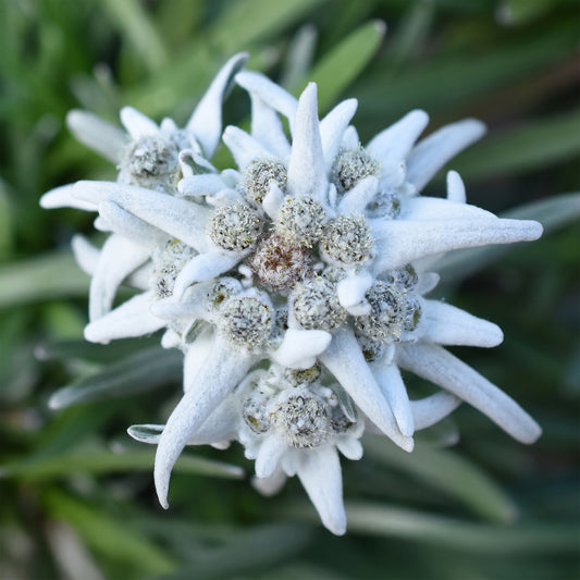 Edelweiss 'Blossom of Snow' - Bakker