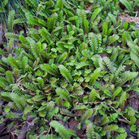 Speldenkussenplant - Leptinella squalida - Bakker