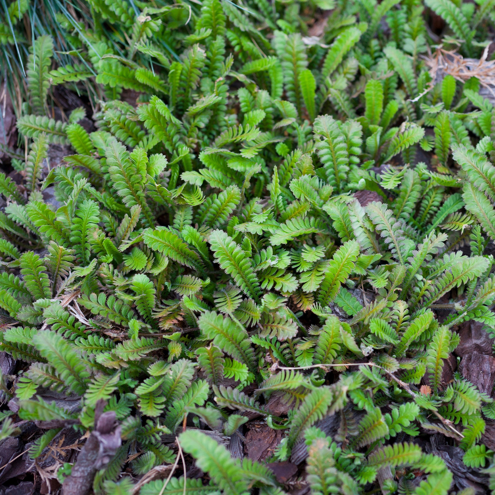 Speldenkussenplant - Leptinella squalida - Bakker