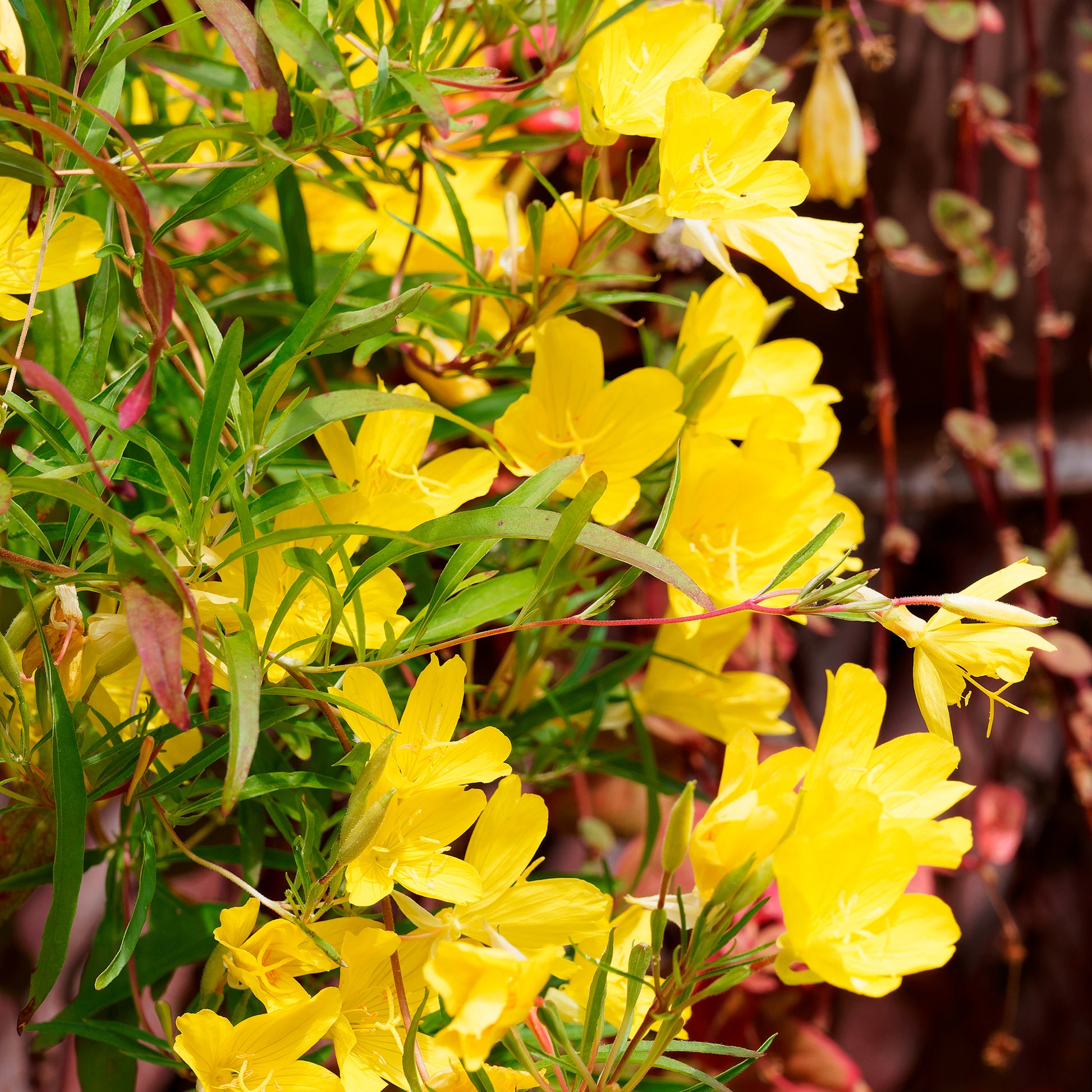 Teunisbloem African Sun - Bakker