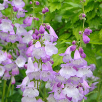 Penstemon - Slangenkop Alice Hindley - Penstemon Alice Hindley
