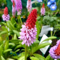 Sleutelbloem Vial Sleutelbloem - Primula vialii - Bakker