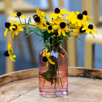 Verkoop Zonnehoed tribola - Rudbeckia  triloba