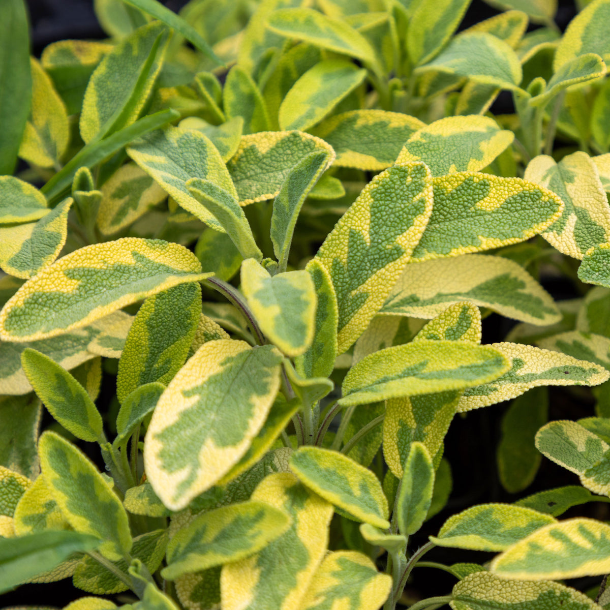 Salie - Siersalie officinale Aurea Siersalie - Salvia officinalis Aurea