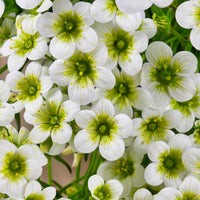 Steenbreek Arends Pixie White Steenbreek (x3) - Bakker