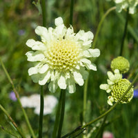 Vaste planten - Duifkruid ochroleuca (x3) - Scabiosa ochroleuca