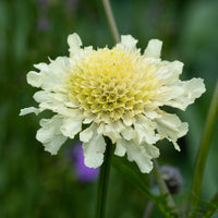 Scabiosa ochroleuca - Duifkruid ochroleuca (x3) - Vaste planten