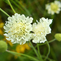 Duifkruid ochroleuca (x3) - Scabiosa ochroleuca - Bakker