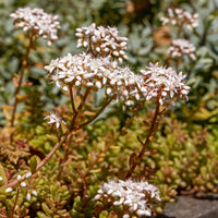 Sedum album Coral Carpet - Vetkruid Coral Carpet (x3) - Vaste planten