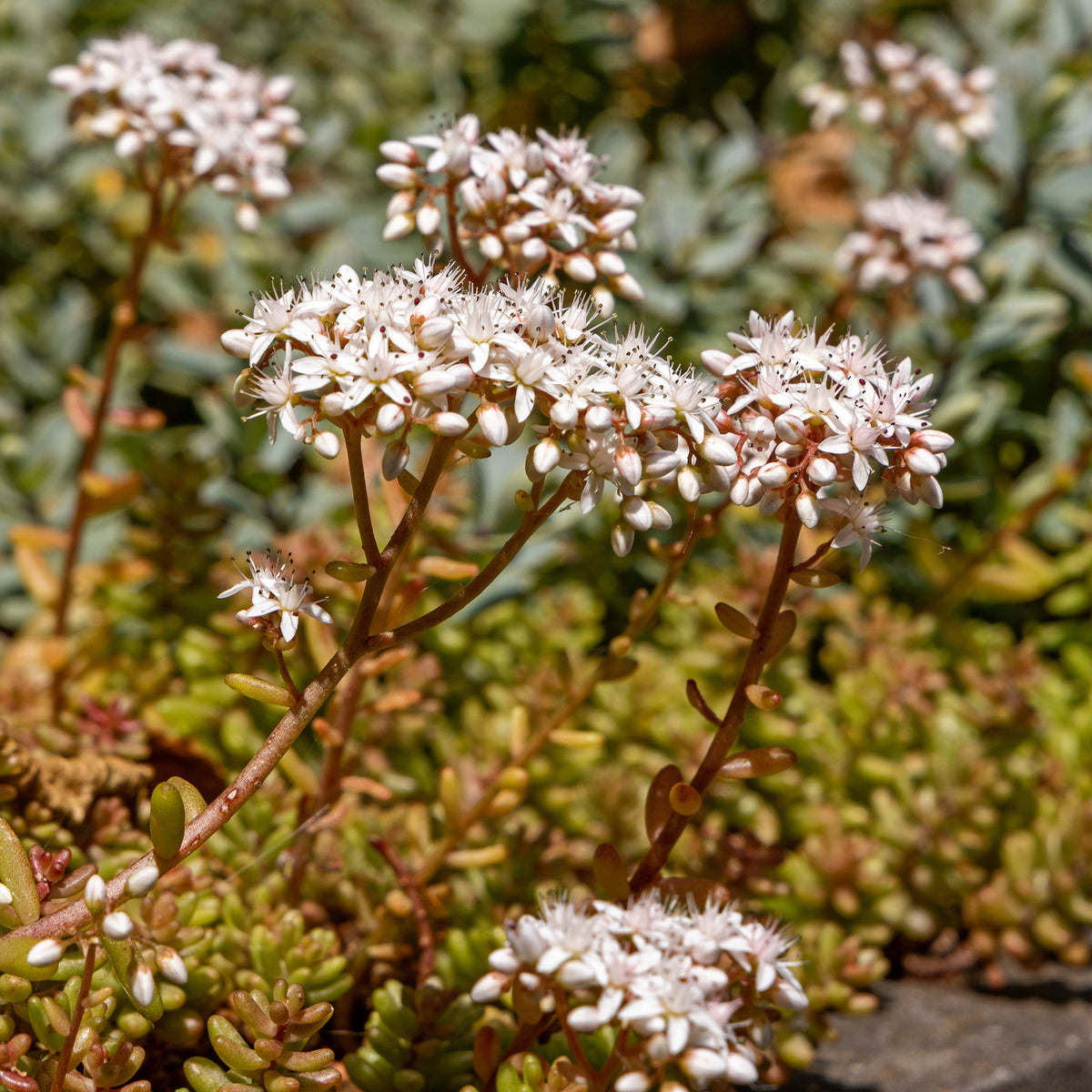 Sedum album Coral Carpet - Vetkruid Coral Carpet - Vaste planten