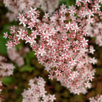 Vetkruid Murale (x3) - Sedum album Murale - Bakker