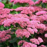 Vetkruid 'Herbstfreude' - Sedum herbstfreude - Bakker