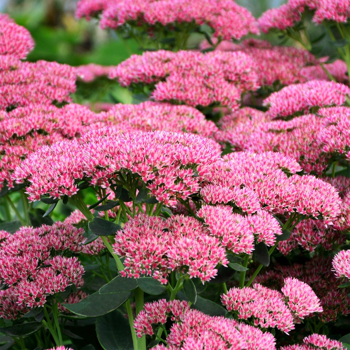 Vetkruid 'Herbstfreude' - Sedum herbstfreude - Bakker
