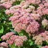 Vetkruid 'Herbstfreude' (x3) - Bakker